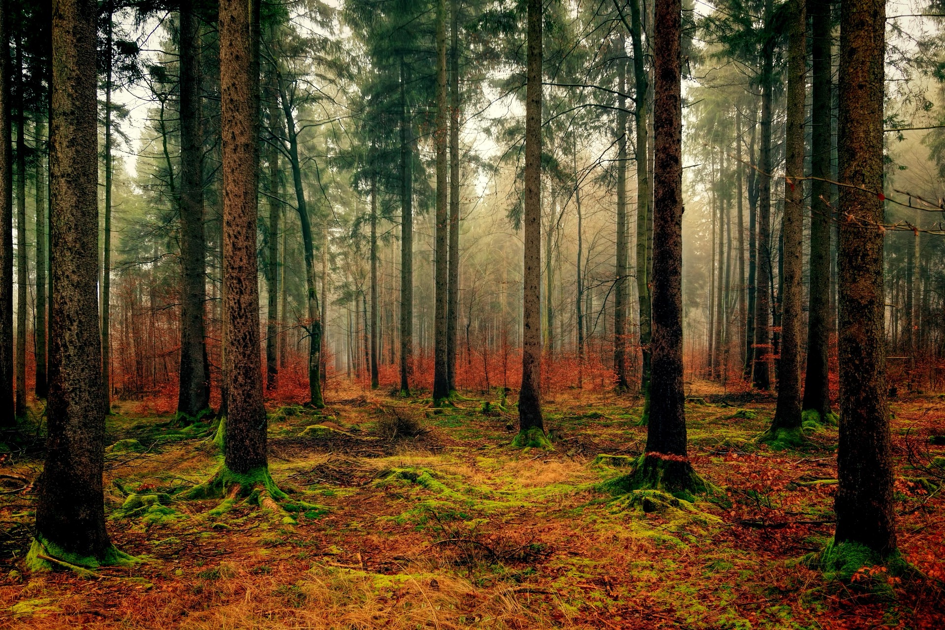 forest_1